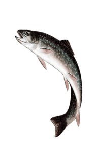 atun