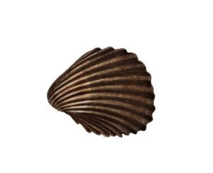 caracol 2
