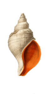 caracol2