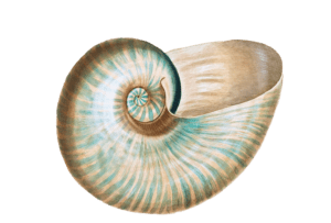 caraol1